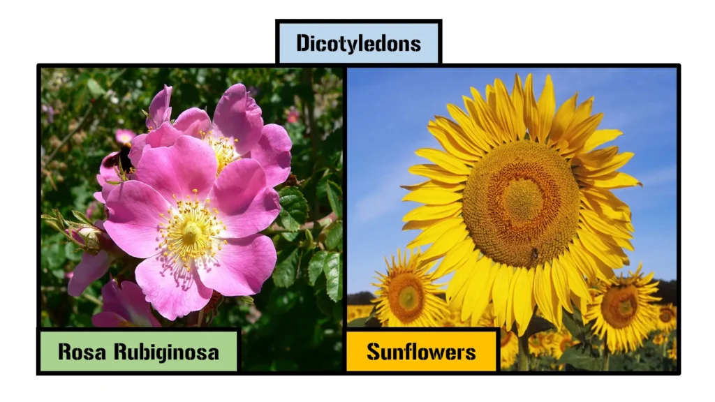 Dicotyledons (Dicots)