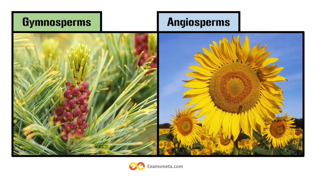 Difference Between Gymnosperms and Angiosperms