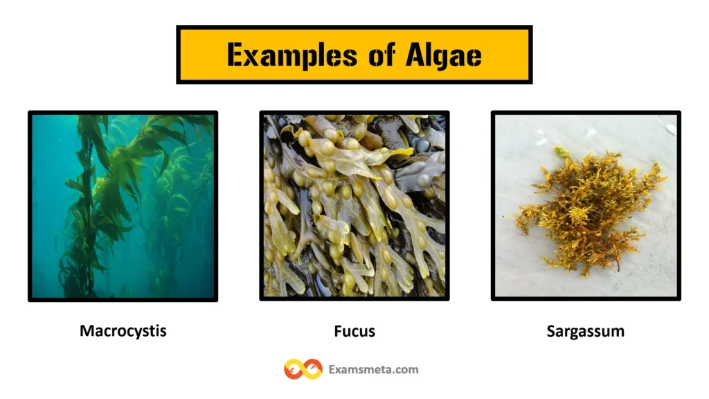 Examples of Algae