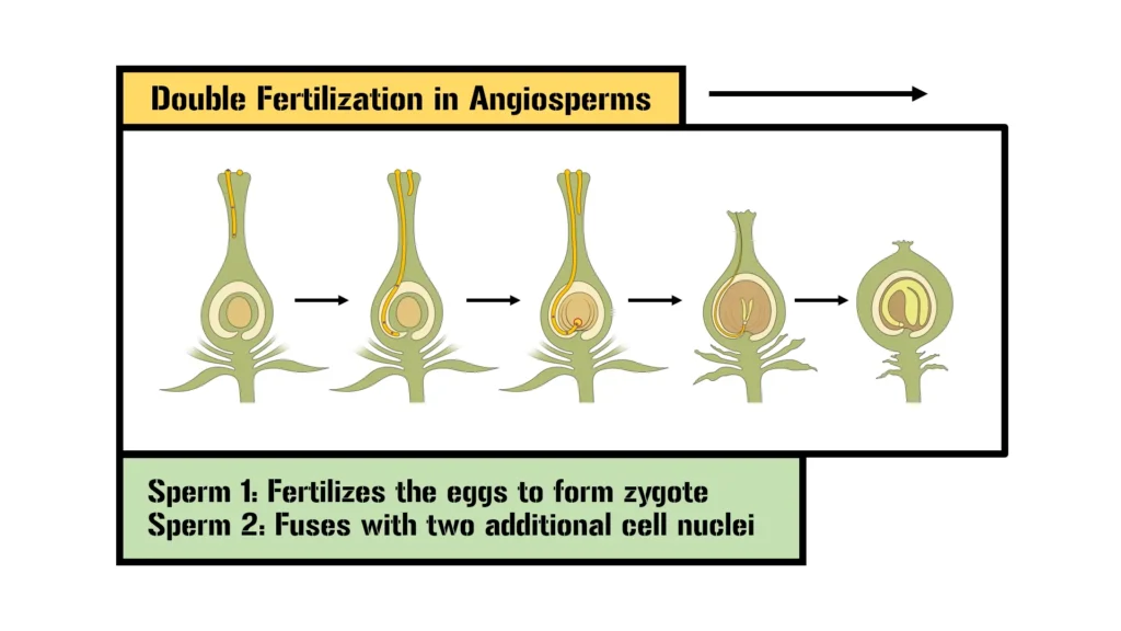 Fertilization and Seed Development