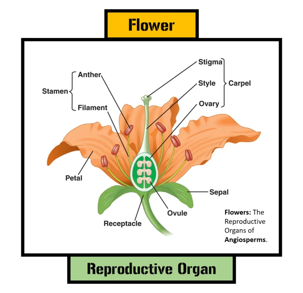 Flowers: The Reproductive Organs of Angiosperms