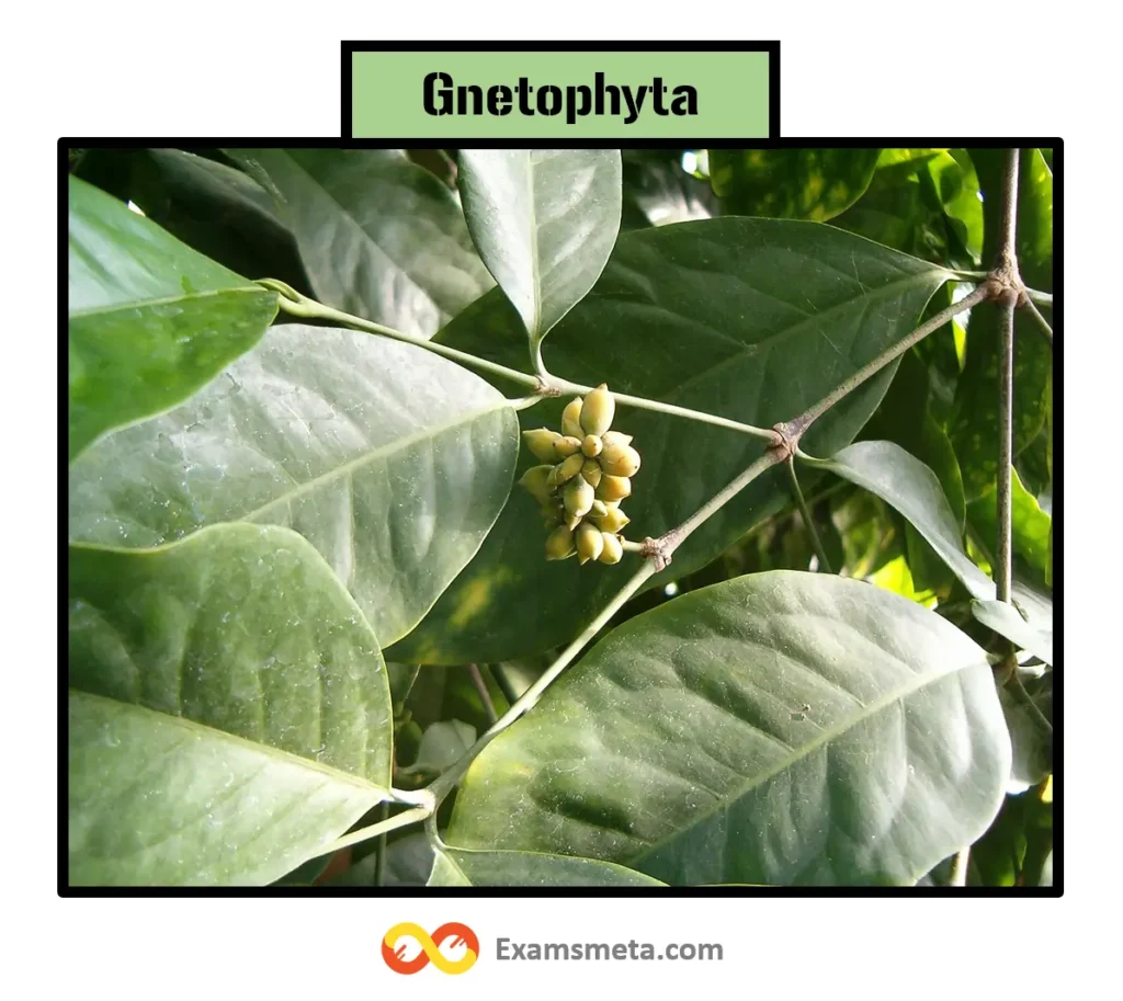 Gnetophyta is a small and unusual group of gymnosperms