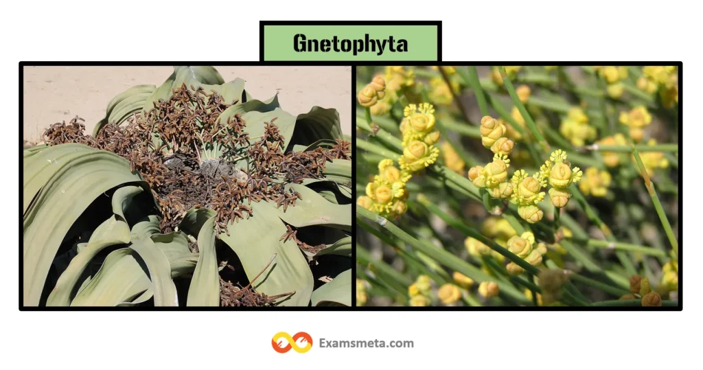 Gnetophyta is a small & unusual group of gymnosperms