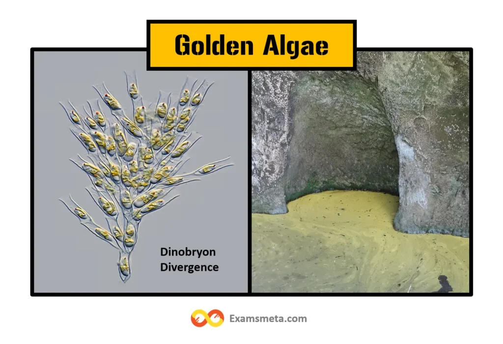 Golden Algae