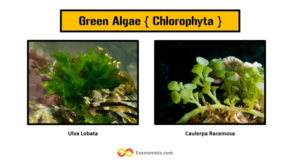 Green algae belong to the phylum Chlorophyta and are characterized by their green pigmentation, which results from the presence of chlorophyll a and chlorophyll b