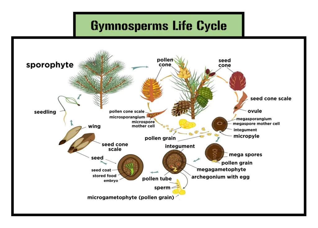 Gymnosperm Life Cycle