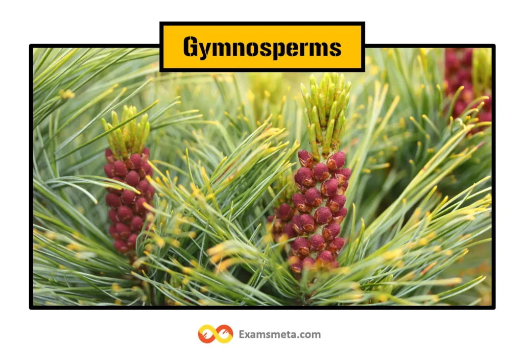 Gymnosperms are naked-seeded plants. The plants are woody, perennial, and range from tall trees to dwarf shrubs