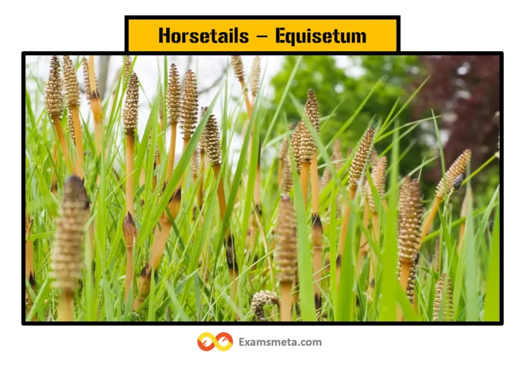 Horsetails (Equisetum)