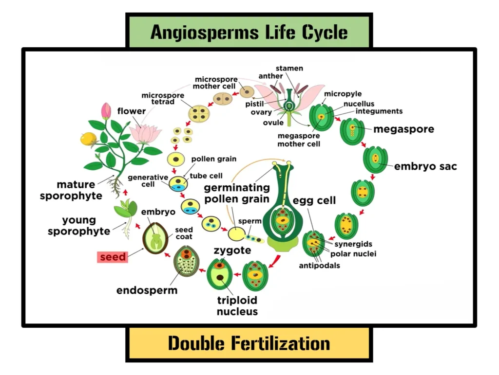 Life Cycle of Angiosperms A Journey from Seed to Seed