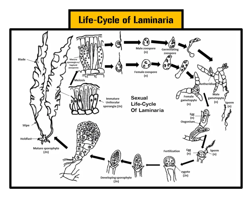 Life-Cycle of Laminaria