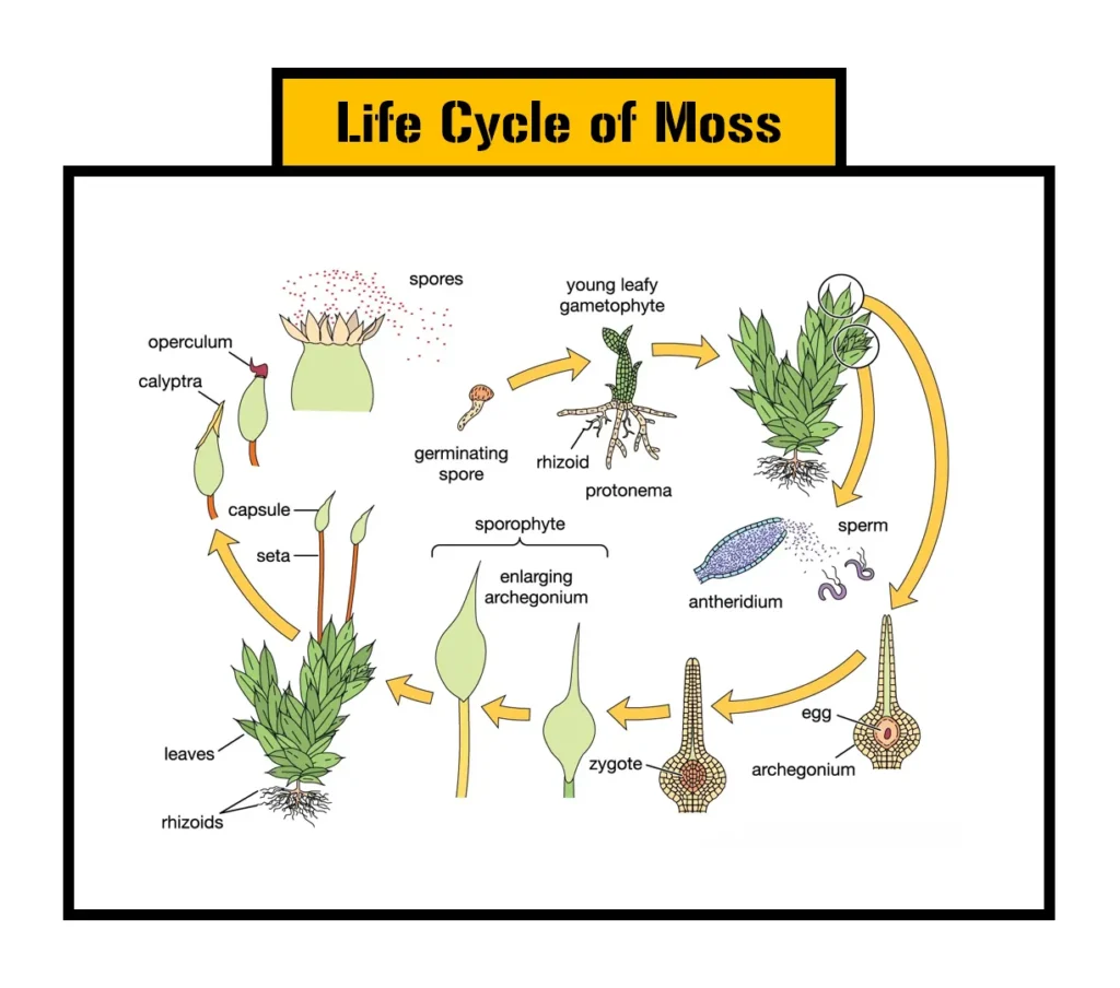 Life Cycle of Mosses