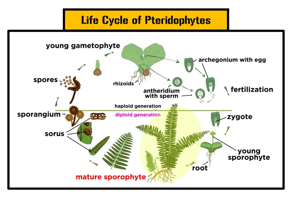 Life-Cycle of Pteridophytes