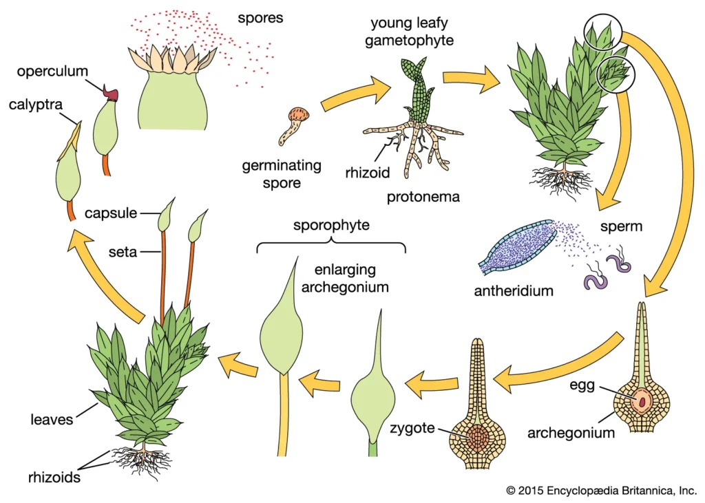 Life cycle moss