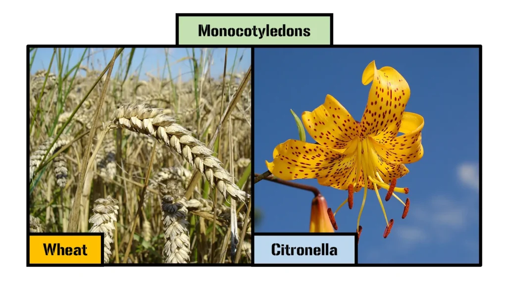 Monocotyledons (Monocots)