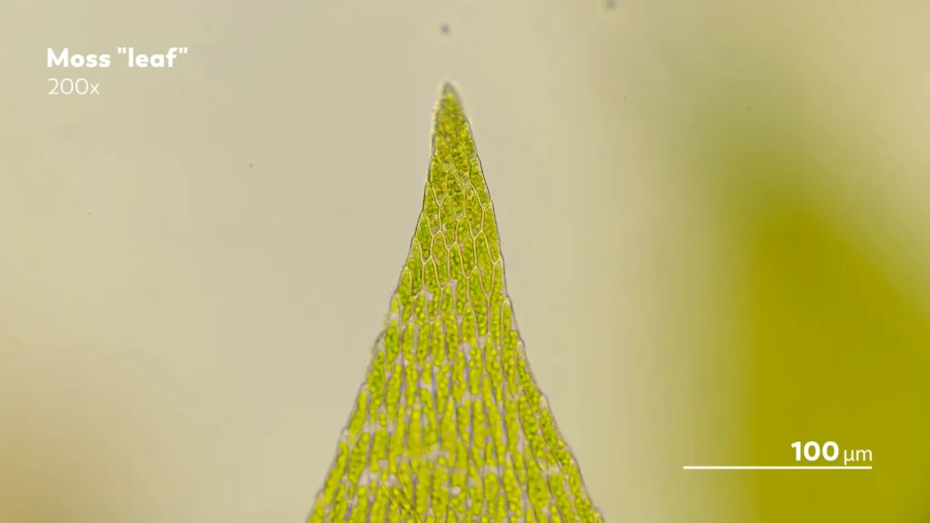 Microscopic Structure of Moss Leaf