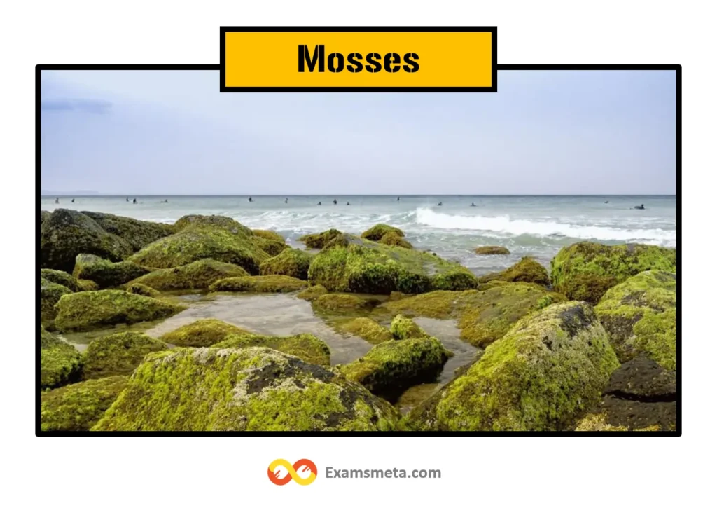 Mosses