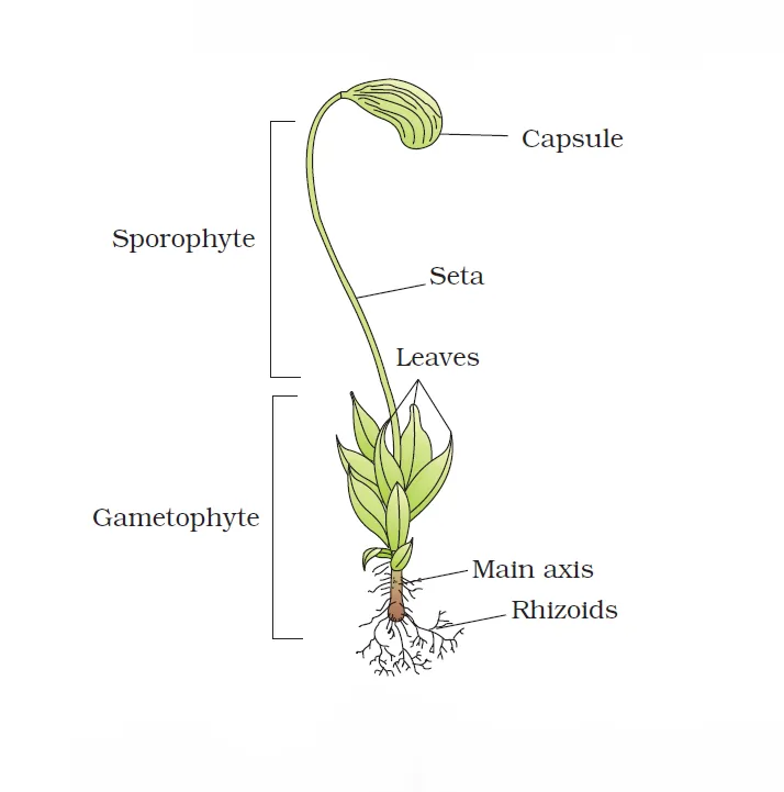 Mosses Funaria Gametophyte and Sporophyte