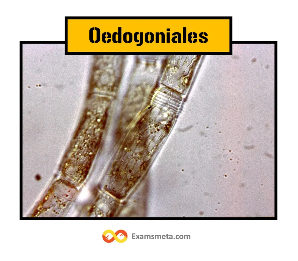 Oedogoniales