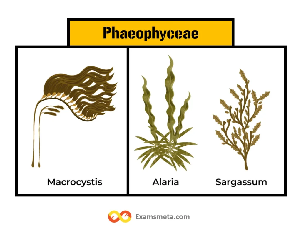 Phaeophyceae Macrocystis Alaria Sargassum