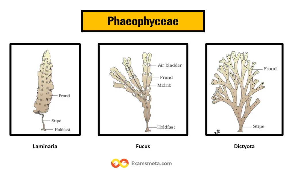 Phaeophyceae laminaria fucus dictyota