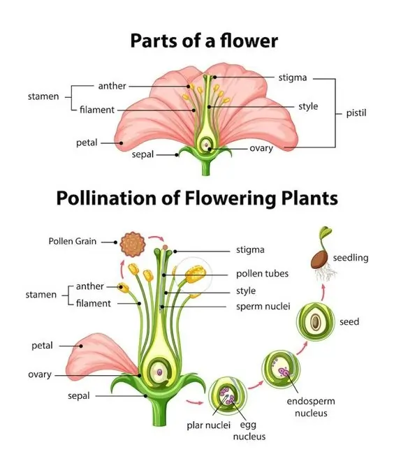 Pollination of Flowering Plants (Fertilization and Seed Development)