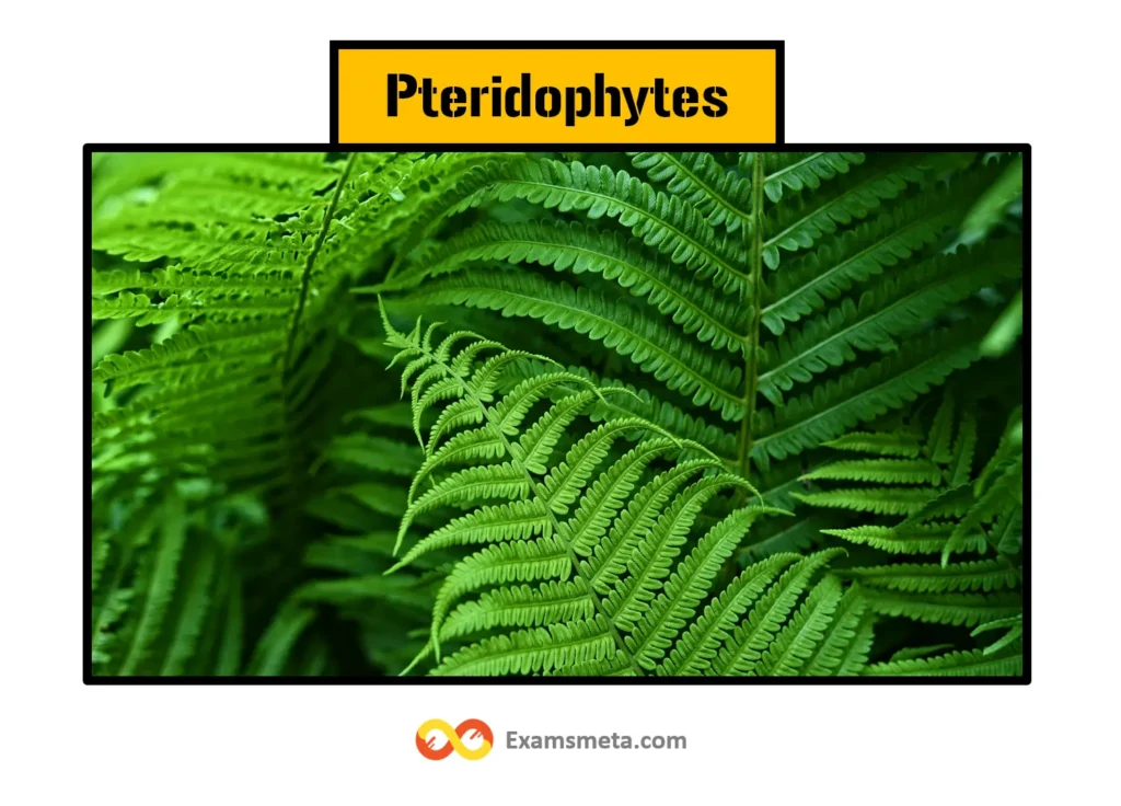 Pteridophytes are known as the snake in the Botanical world. They are the first land plants with a vascular system. They are used for both medicinal and ornamental purposes.