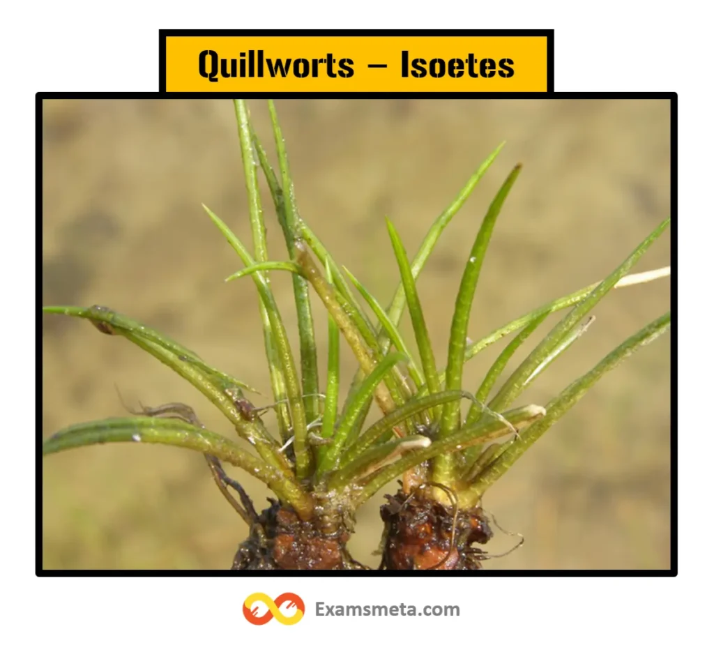 Quillworts (Isoetes)