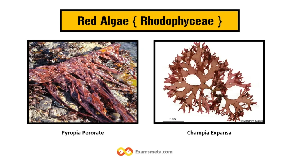 Red algae, also known as Rhodophyta, are distinguished by their red pigmentation, which is due to the presence of phycoerythrin