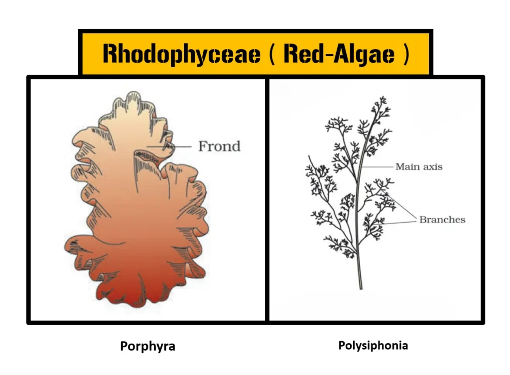 Rhodophyceae