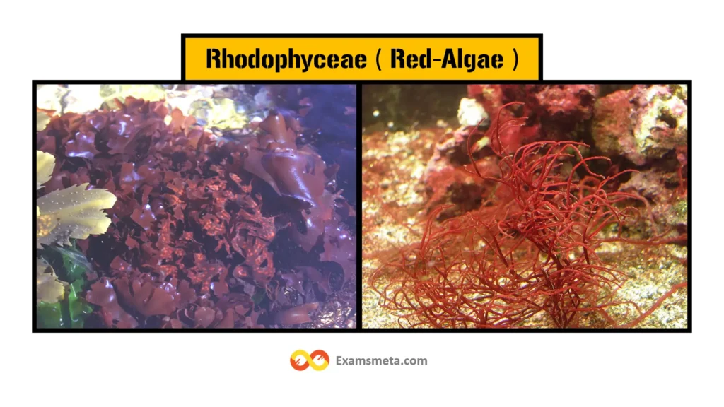 Rhodophyceae Red Algae