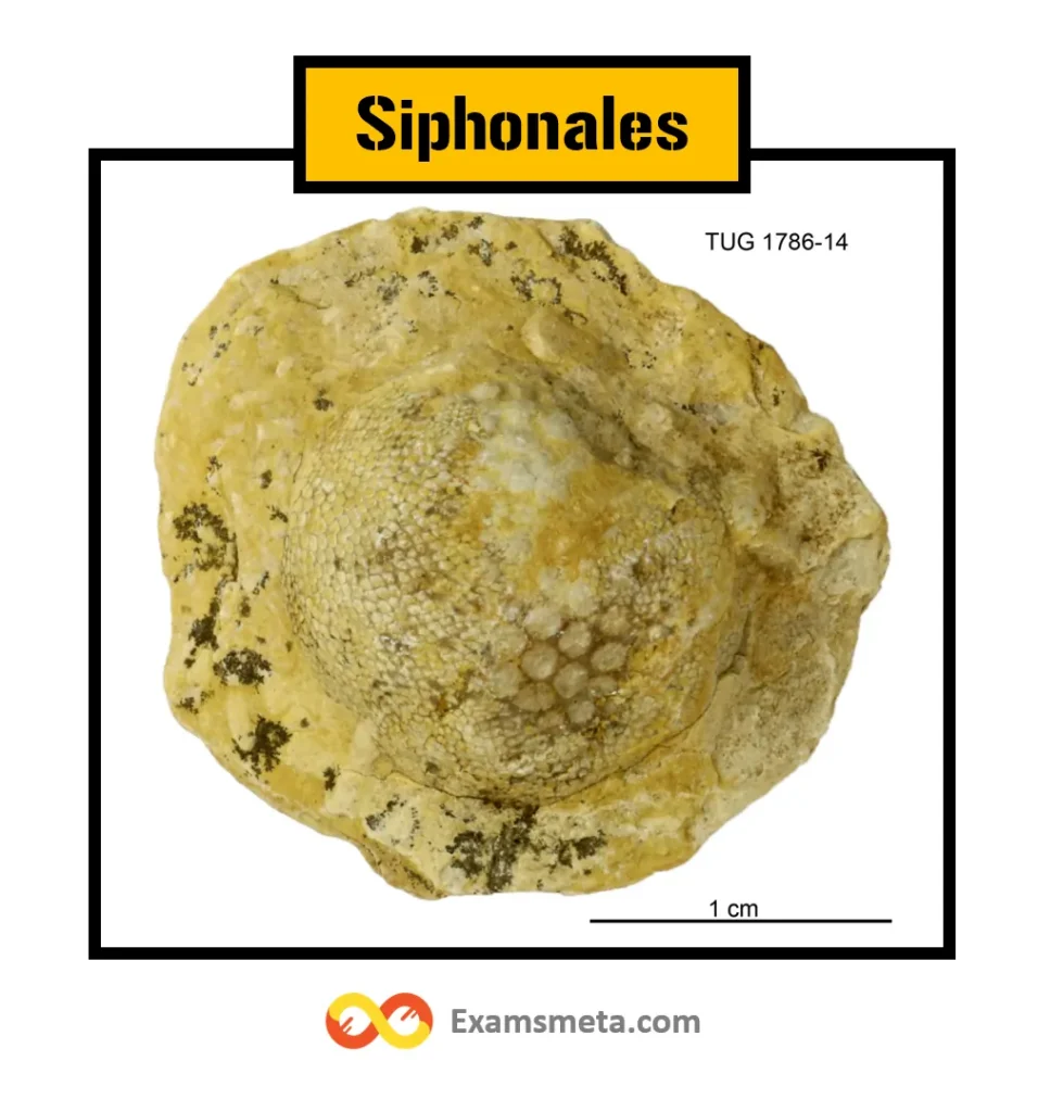 Siphonales