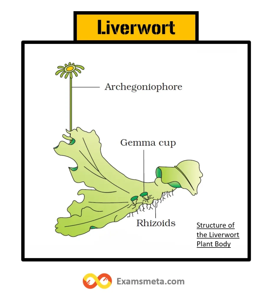 Structure of the Liverwort Plant Body (Female Thallus)