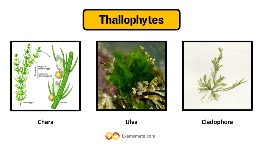 Thallophytes are the simplest plants in the Plant Kingdom