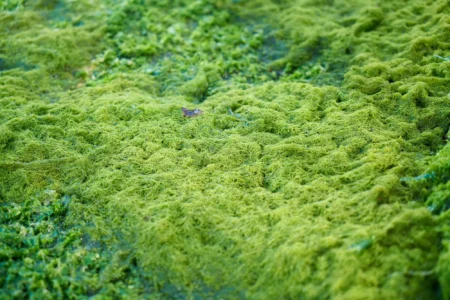 The Comprehensive Guide to Algae Definition, Characteristics, Types, and Importance