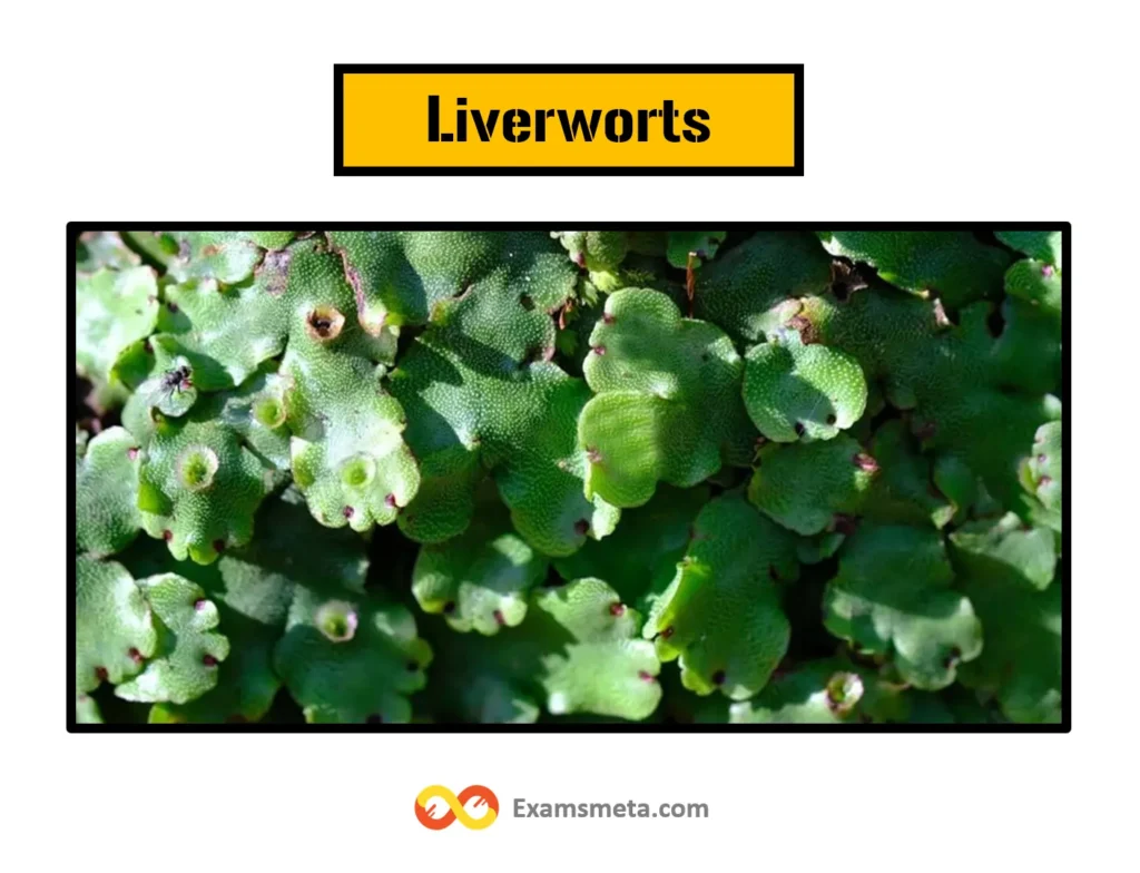 The Fascinating World of Liverworts