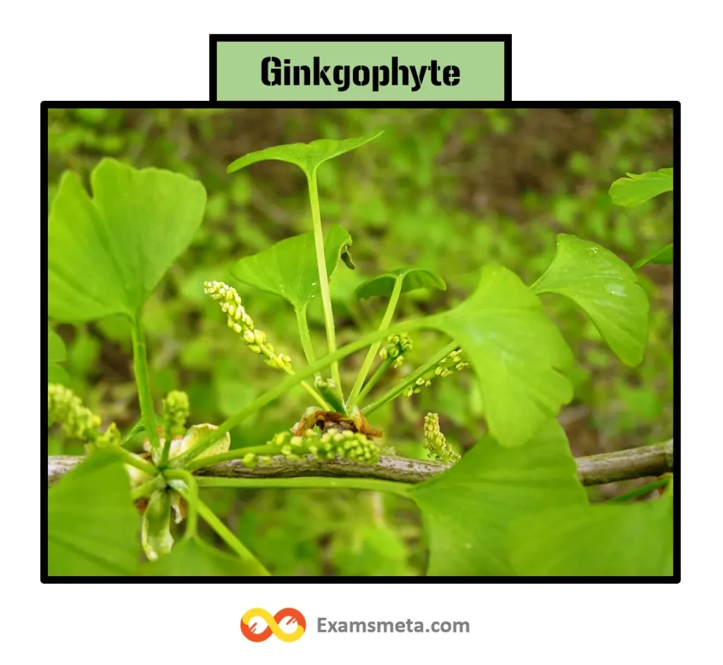 The Ginkgophyta division is unique in that it contains only one extant species