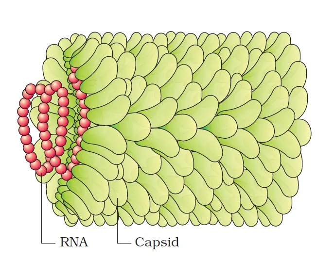 Tobacco Mosaic Viruses