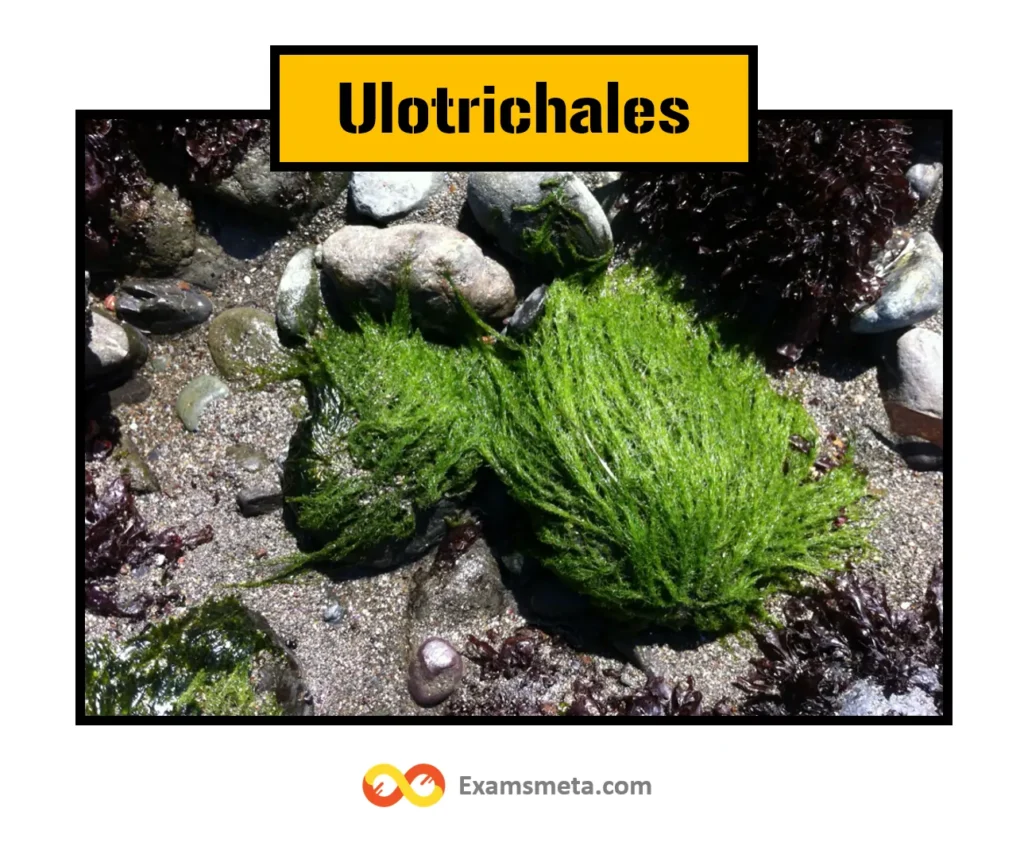 Ulotrichales