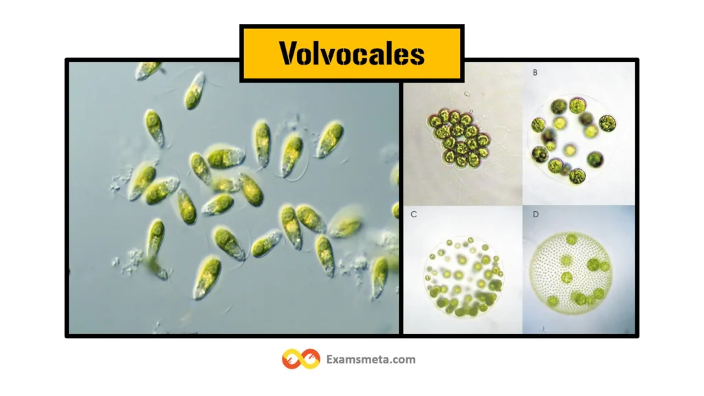 Volvocales