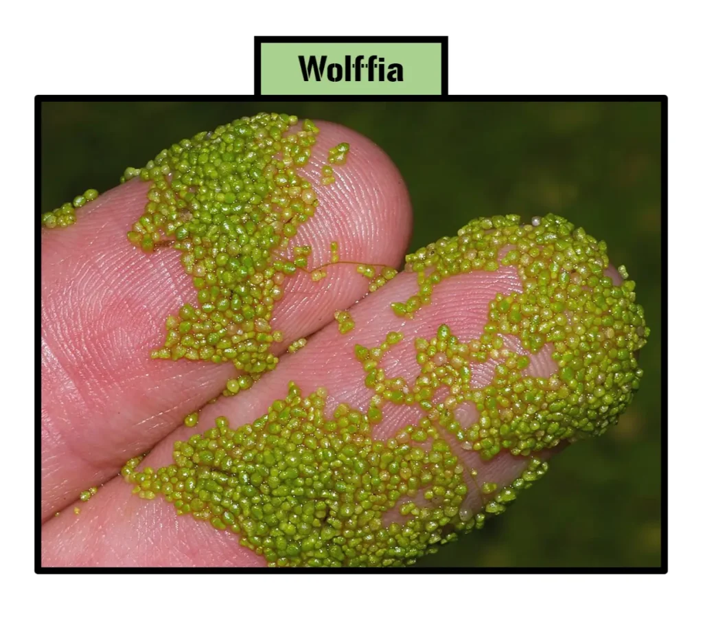 Wolffia (watermeal), one of the smallest flowering plants in the world