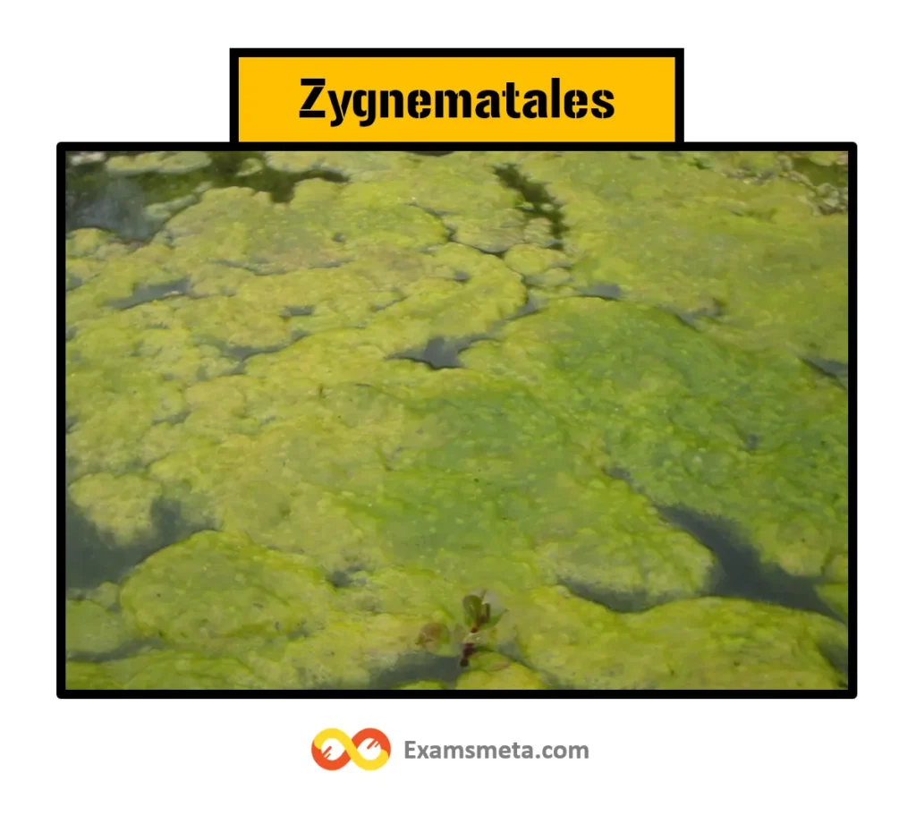 Zygnematales