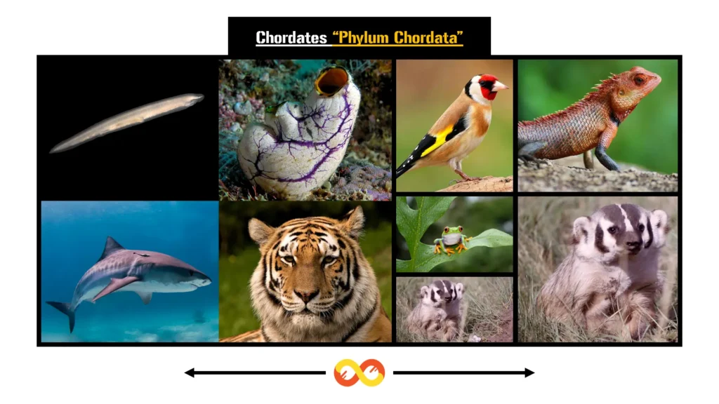 Chordates: The presence of a notochord is a defining characteristic of chordates.