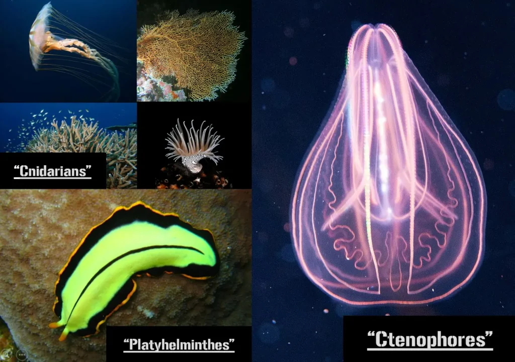 Diploblastic and Triploblastic Organism Examples