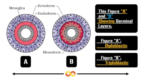 Diploblastic and Triploblastic Organization - Classification of Animal Kingdom)