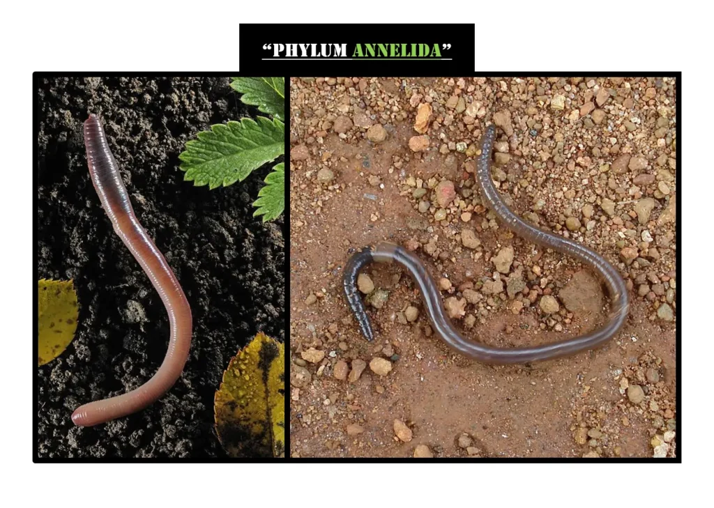 Examples of Phylum Annelida