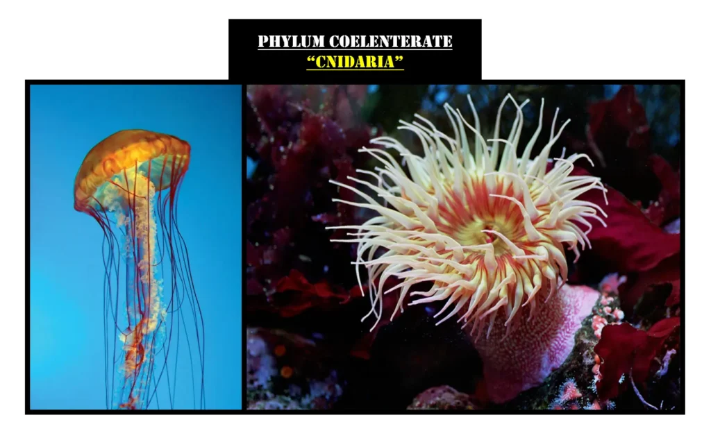 Examples of Phylum Coelenterata