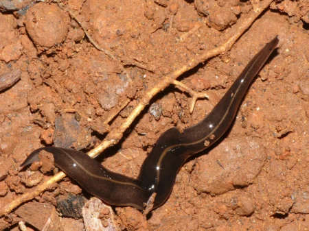 Phylum Platyhelminthes: Understanding the Fascinating World of the Flatworms