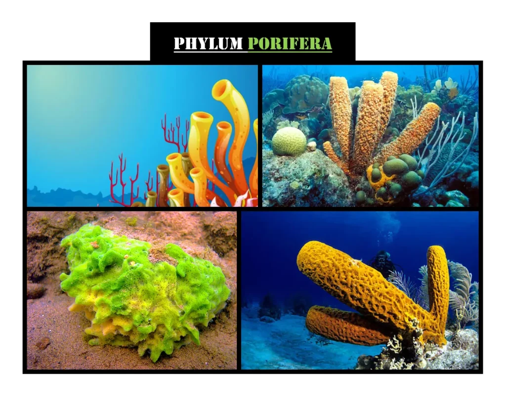 Phylum Porifera: Example of Diploblastic Animals