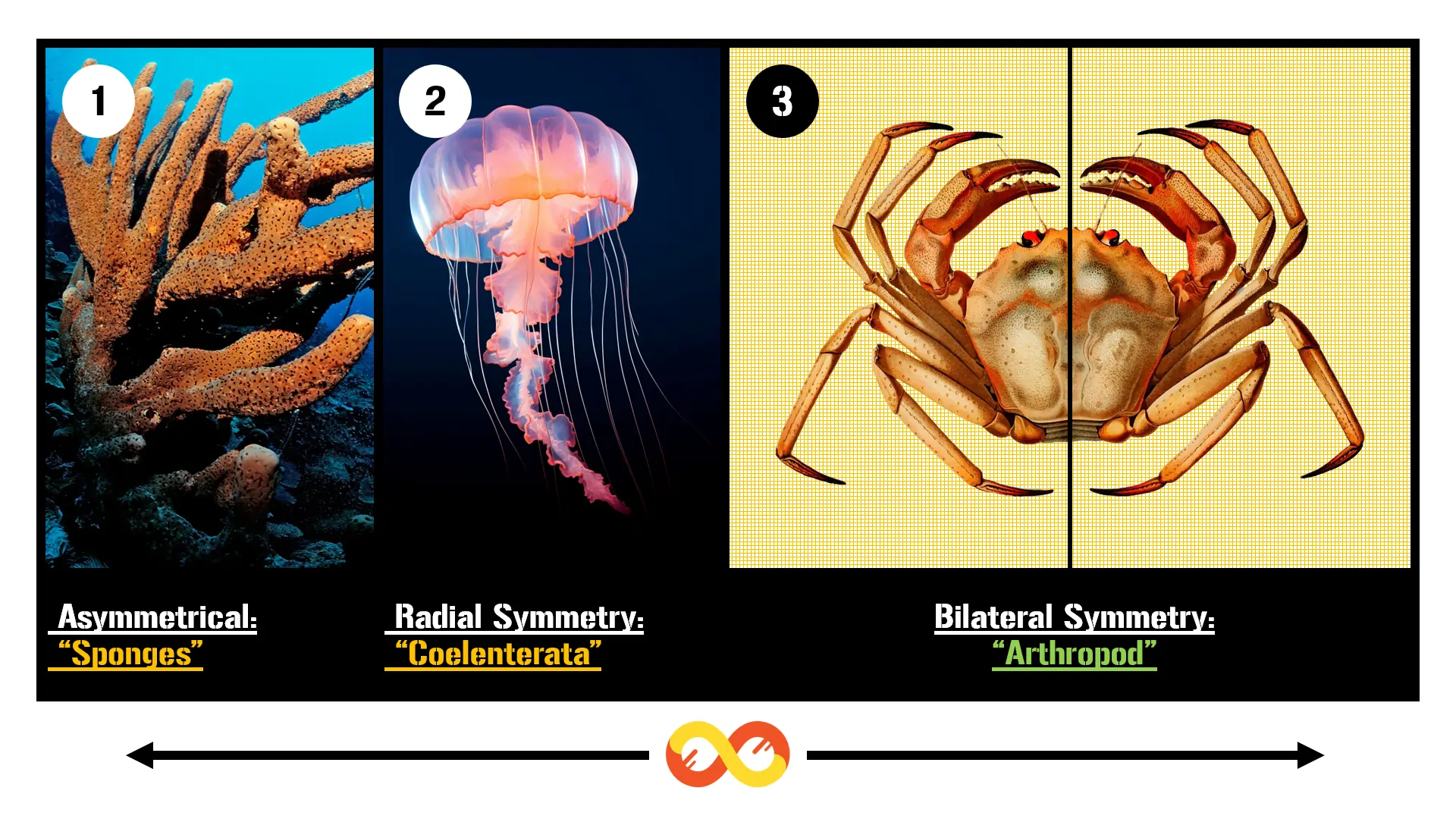 Symmetry: Asymmetrical, Radial Symmetry and Bilateral Symmetry