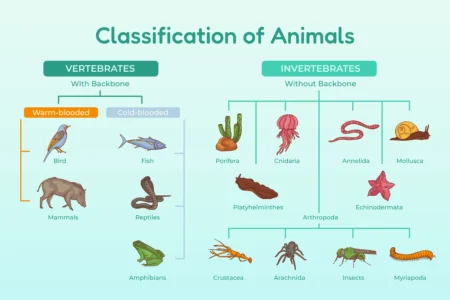 Classification of Animals